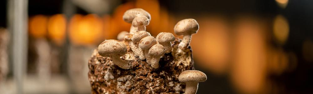 The Mushroom Marketing Mirage